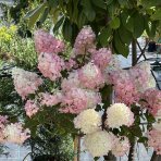 Hortenzia metlinatá (Hydrangea paniculata) ´VANILLE FRAISE´® - výška 120-140 cm, kont. C5L - NA KMIENKU